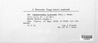 Lophodermium foliicola image
